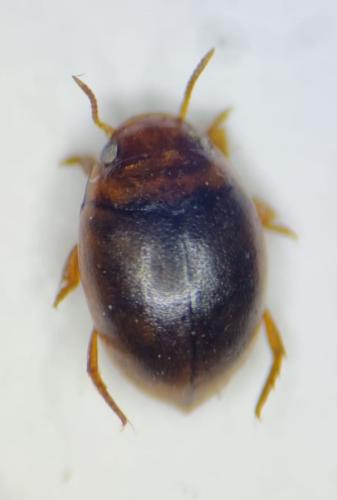 Hydrovatus clypealis